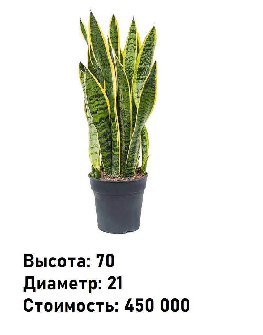 Комнатное растение - (Sansevieria) - Голландская Сансевиерия