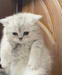 210 $ Shinshilla Tabbi