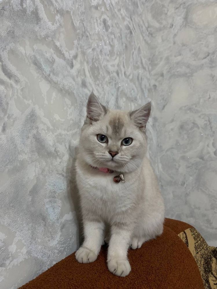 Мушукча сотилади Киз бола