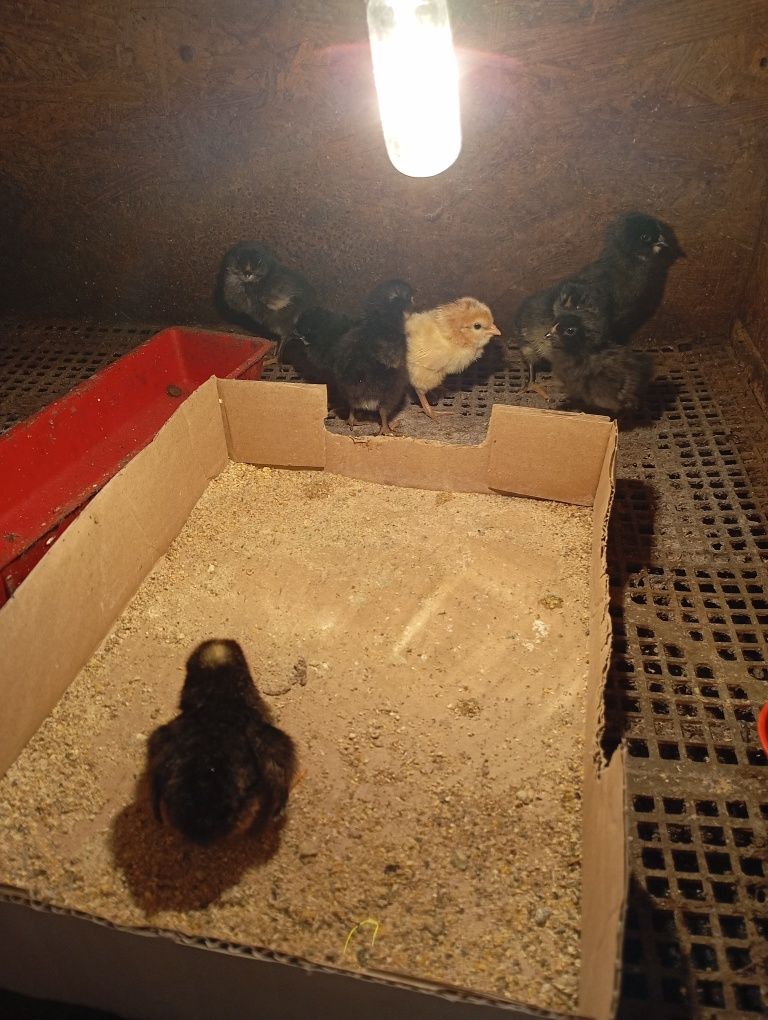 Pui Ameraucana ouă verzi