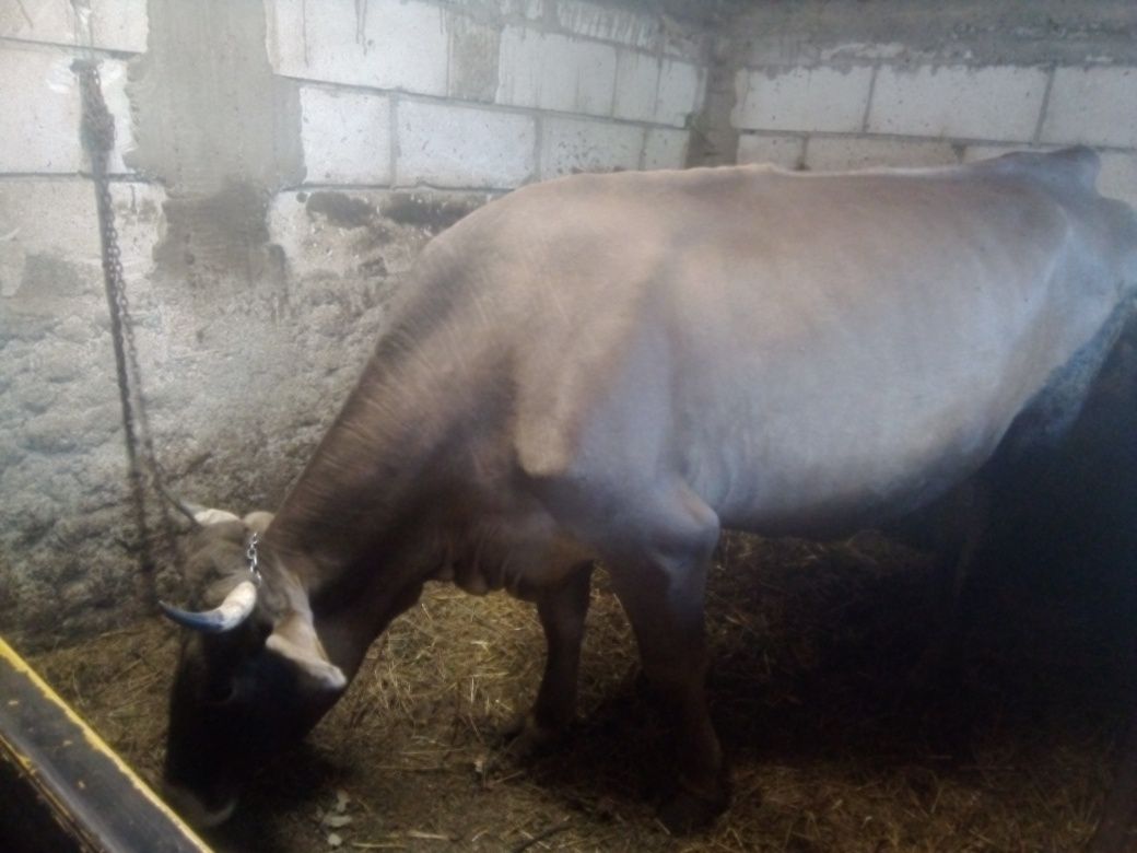 Vând vaca bruna cu lapte