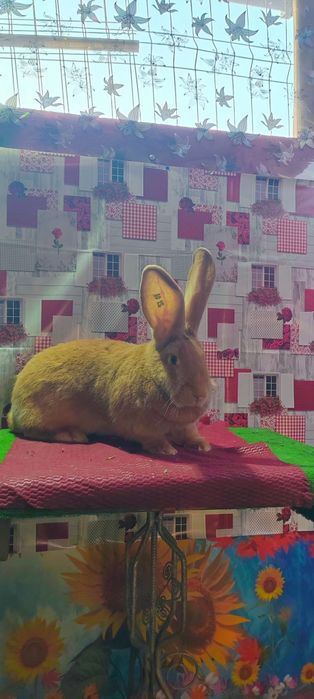 Uriaș german galben