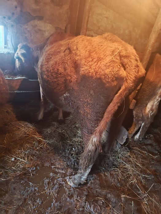 Продам корову стельную