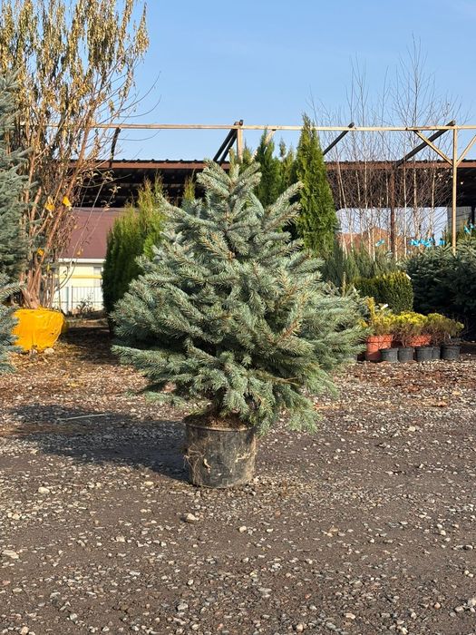 Голубие ель голубая новогодняя ёлка купить в Алмате