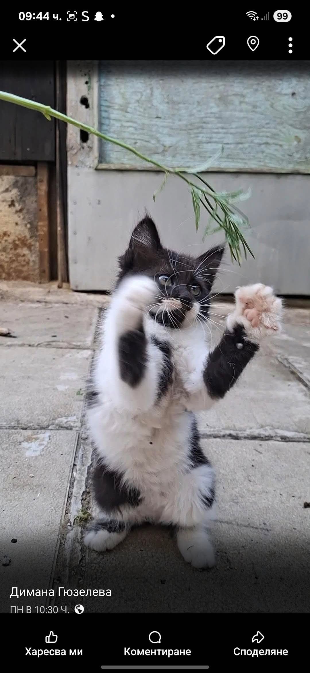Спешно Подарявам котенца