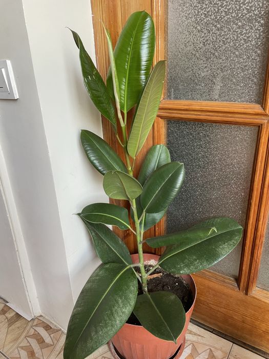 Разные комнатное растение