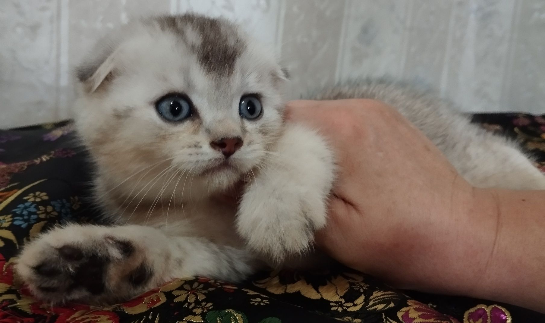 Шотландский котенок