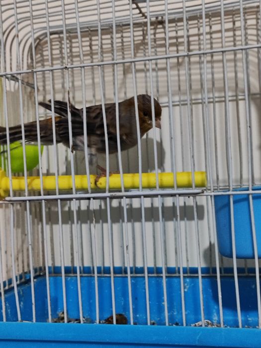 Хар хил канарейкалар бор жуфтлар хам бор