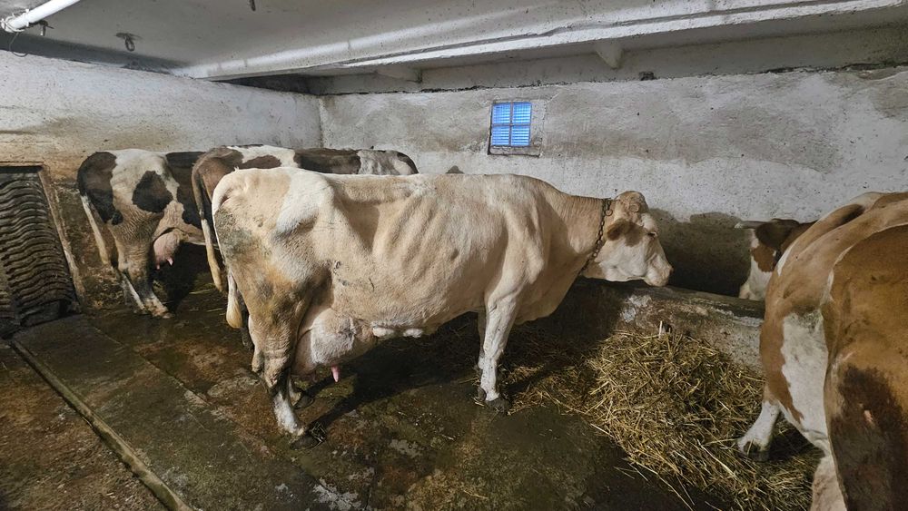 Vaca de lapte baltate si holstein