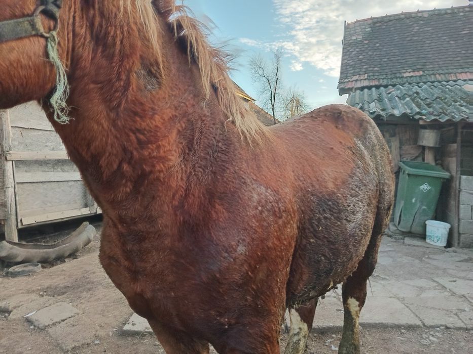 Mânz de un an și 4 luni