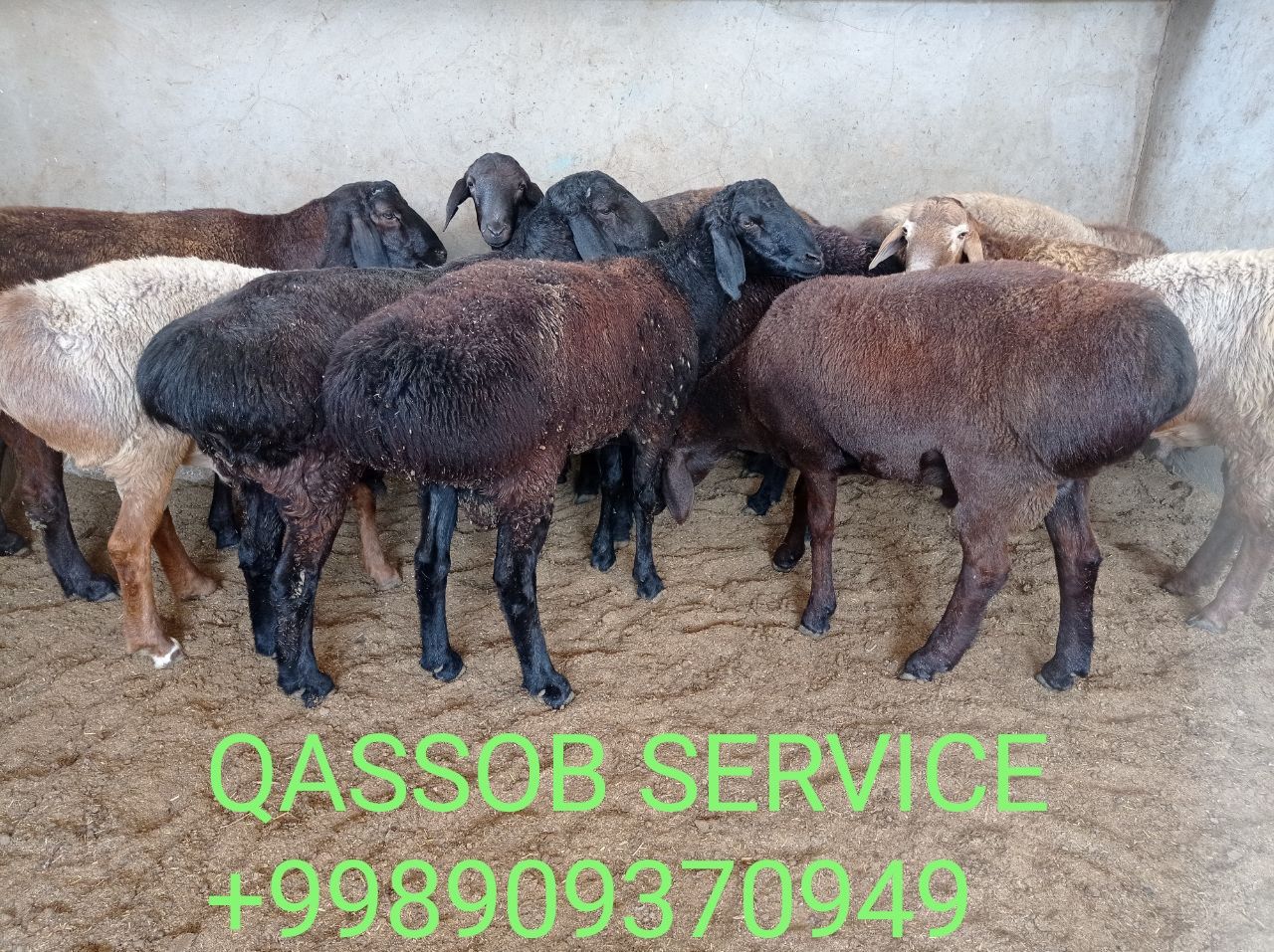 Qassob service hizmati