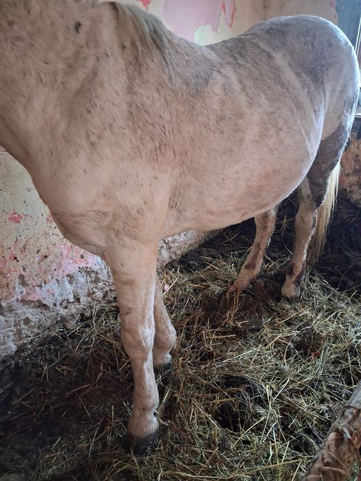 Vând armăsar 8 9 ani