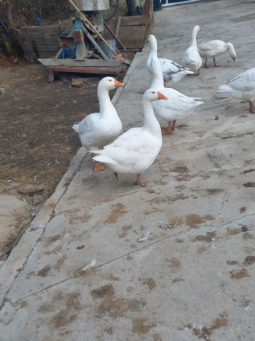 Продаю гусей молодые.