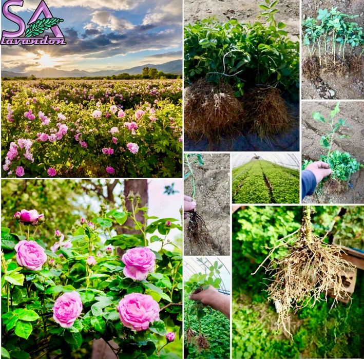 Trandafiri Dulceata,Lavanda Angustifolia Sevtopolis