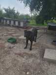 Vând câine Cane Corso original