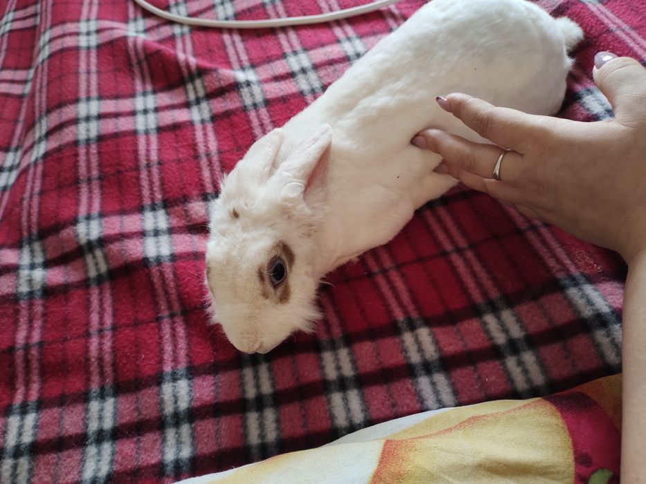 Отдам в добрые руки декоративного кролика