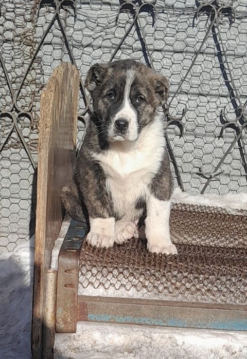 Продам щенка. Кабель