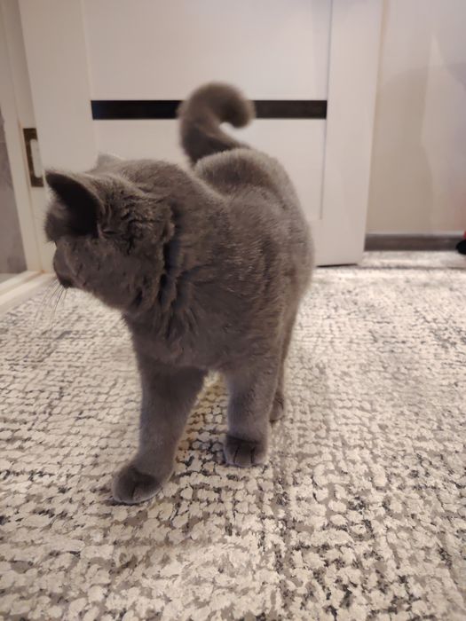 Scottish fold...
