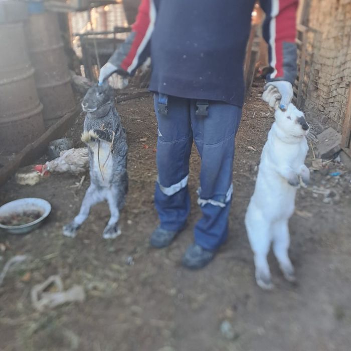 Продам больших кроликов