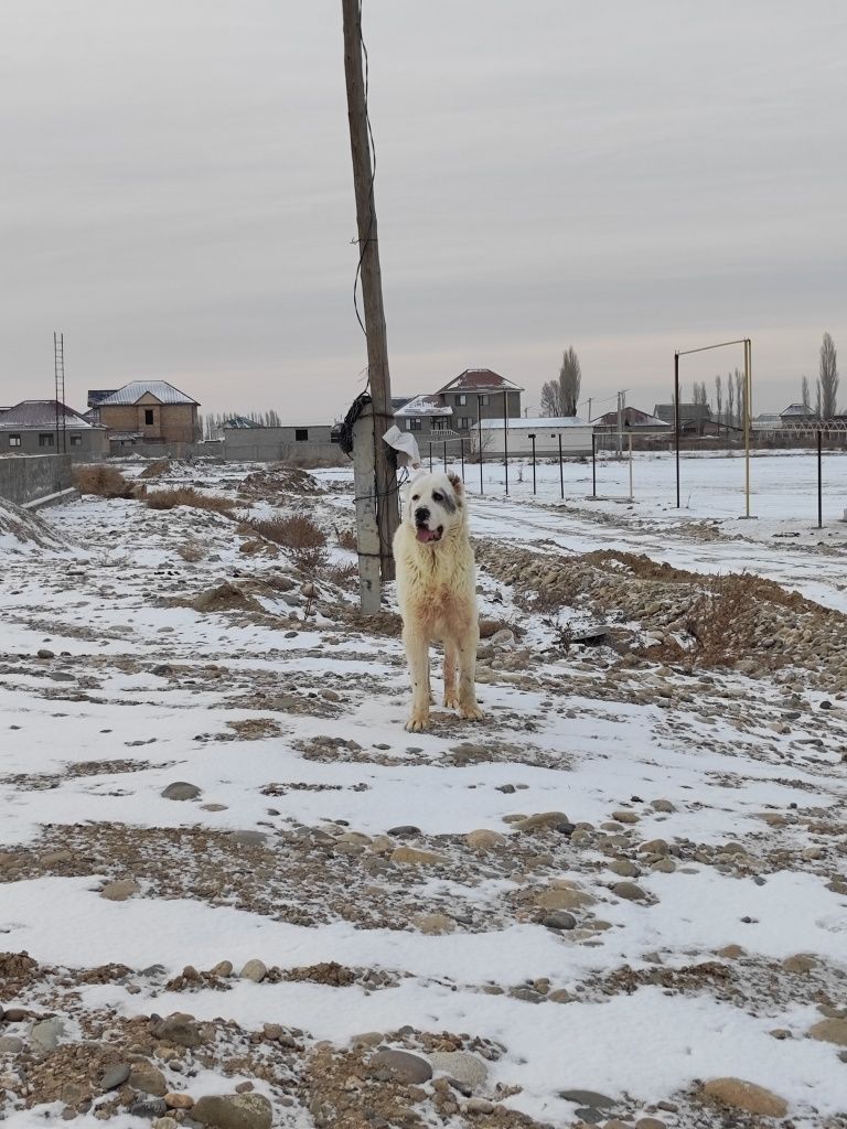 Алабай сатылады қарабас