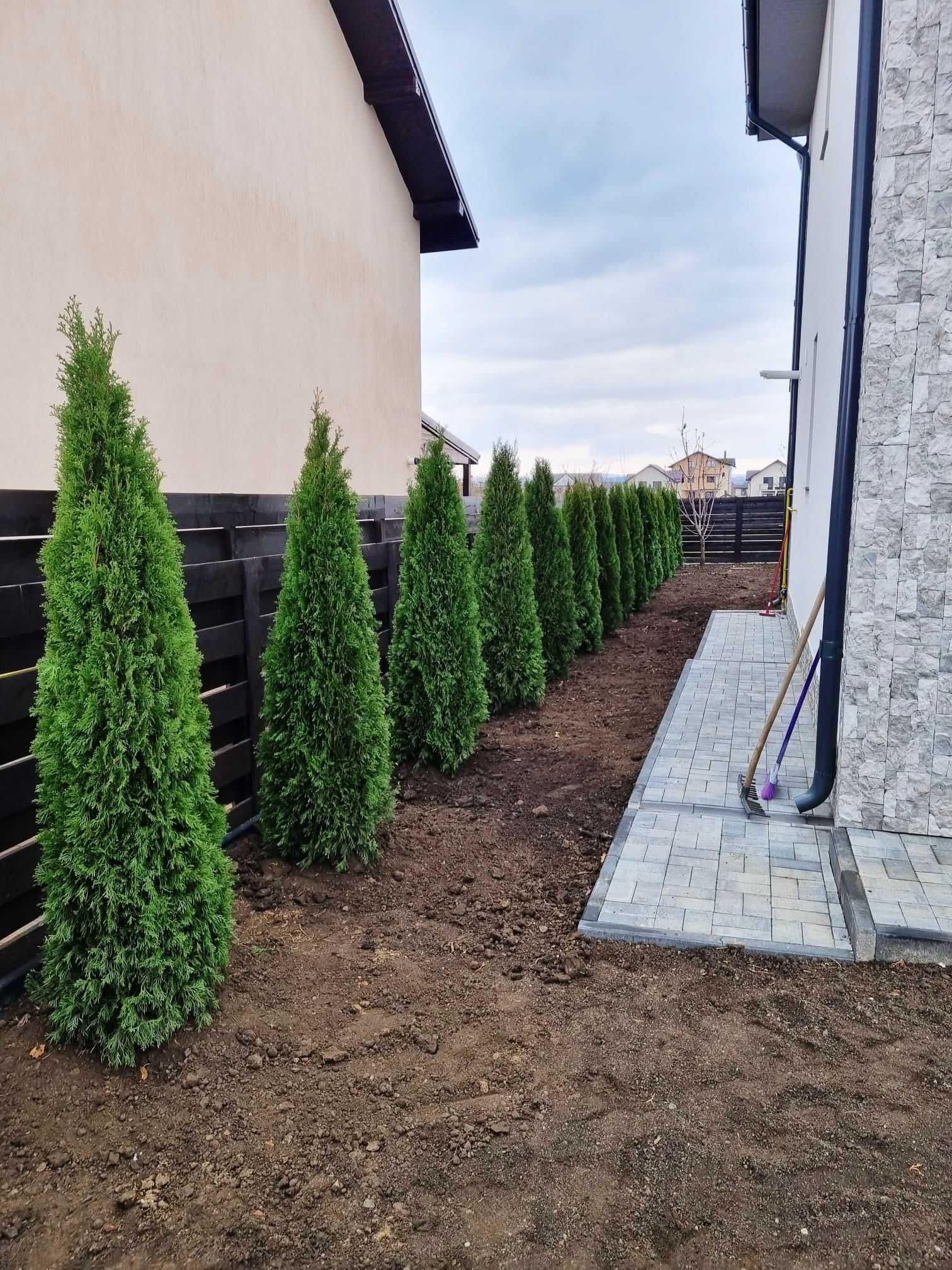 Tuia Smarald , 1,80-2m Planta Ornamentala de calitate extra !