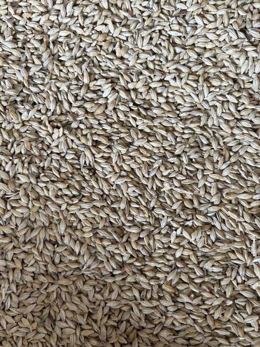 Vand grâu de sămânță si orzoaică