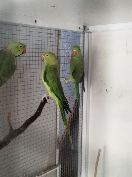 Vând micul alexander verde