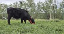 Vițea angus 1,5 ani montata
