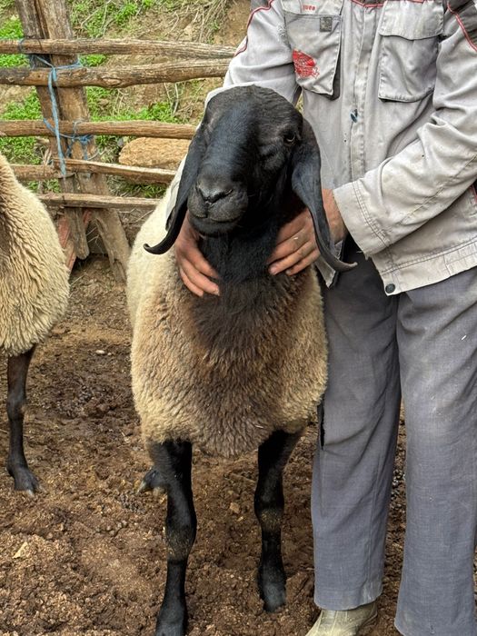 Овен плевенски черноглав