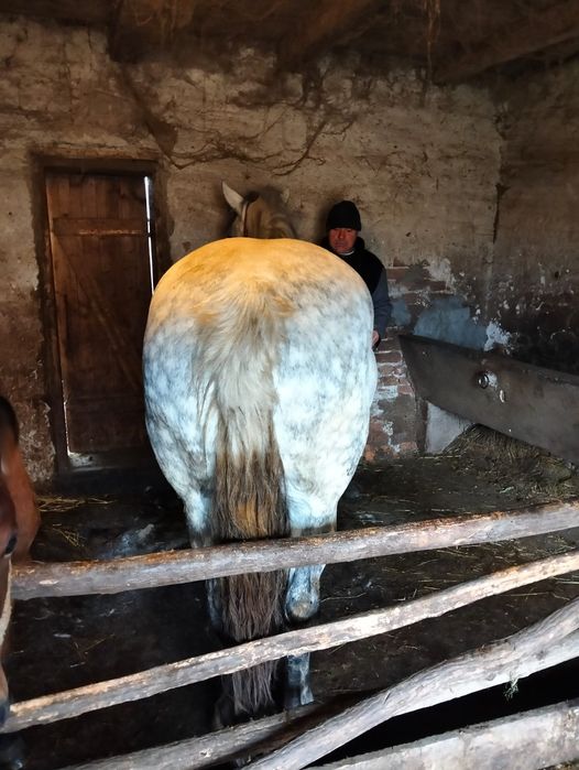 Vand iapa sura de 5 pe 6 ani cu manza de 3 luni