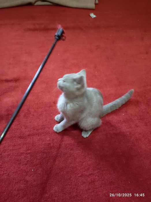 Toza Biritanskiy mushuk