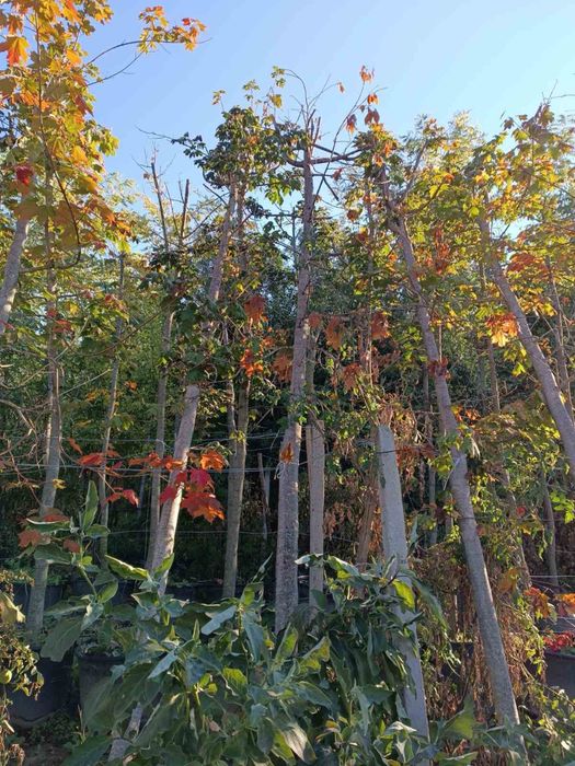 Чинар,шестил,липа,гинко билоба 500см+