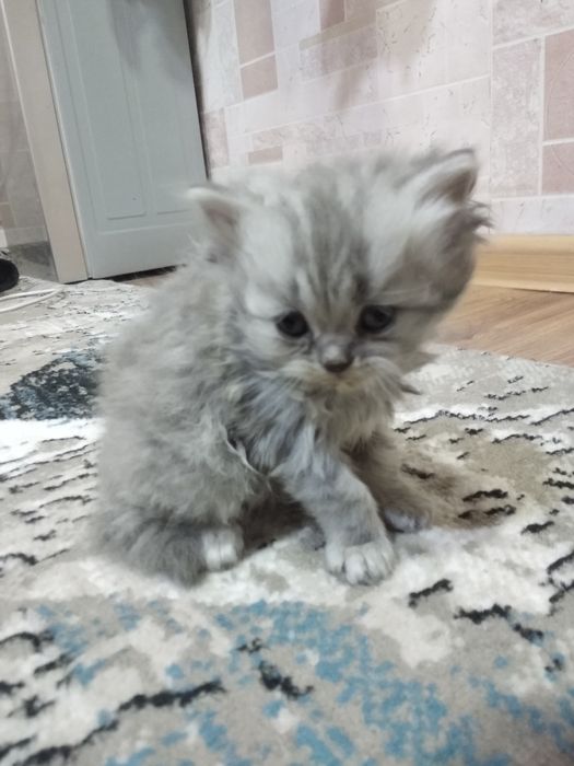 Mushuk parodali 3 ta