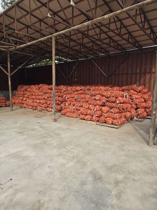 Yangi hosil sabzavotlari