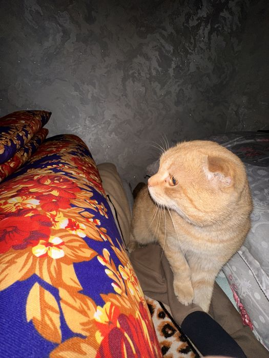 Продаю кошку пародию не знаю (подарок)