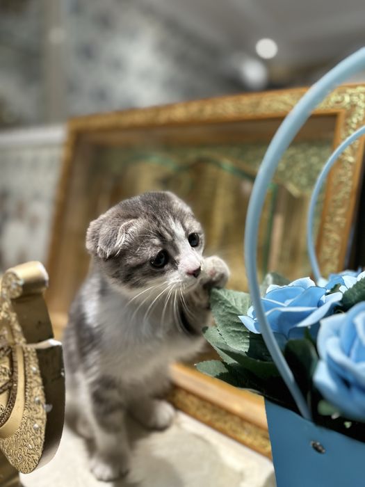 Scottish Fold and straight