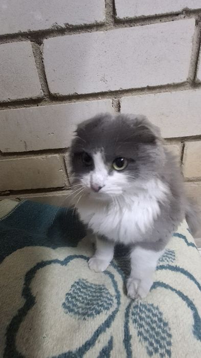 Пушистый котёнок, 3-4 месяца, ищет добрый дом