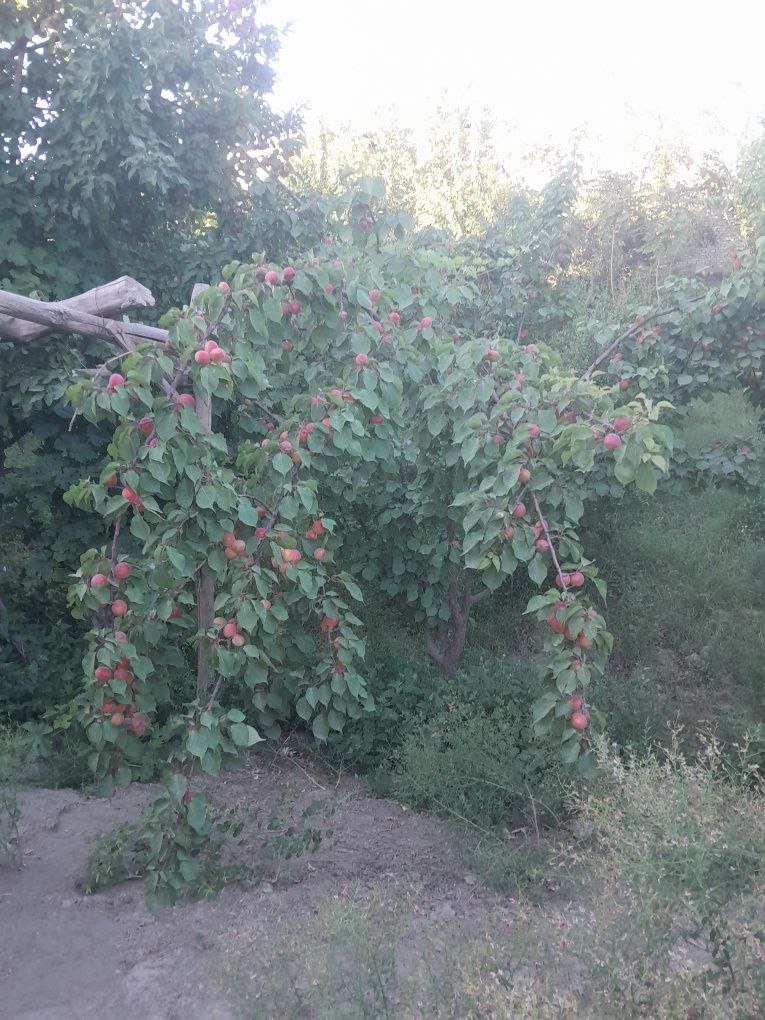 Участка 8 10 сотикли шофиркон шибиргон кишлоги
