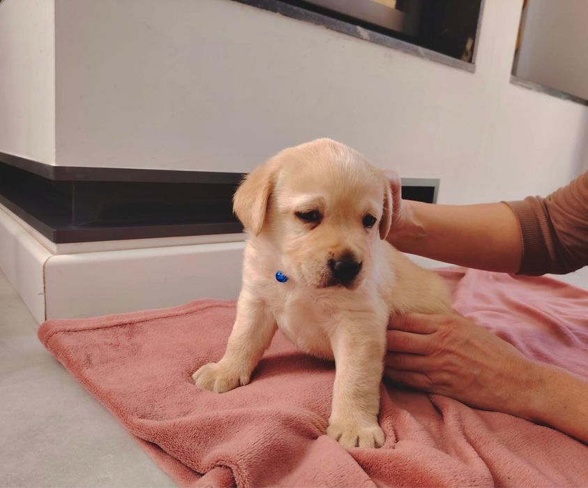 Pui Labrador Retriever cu Pedigree Tip A