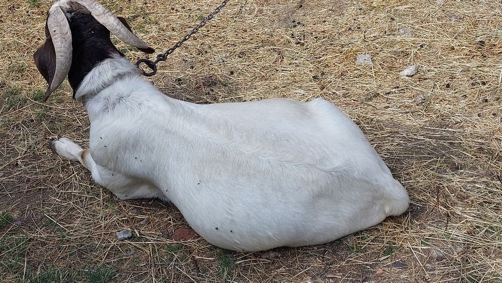 Capre,iezi,țapi rasă pura și metiși,boier,alpin,anglonubian