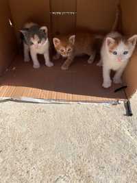 Se dau 3 pisici spre adoptie