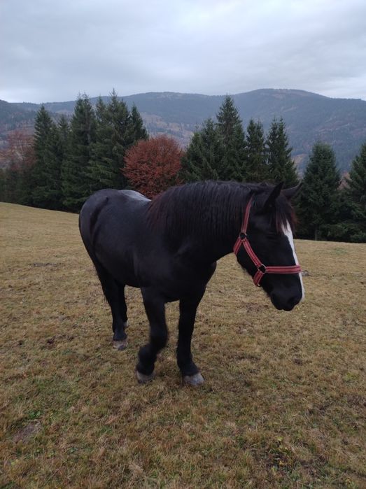 Vând mânză neagră