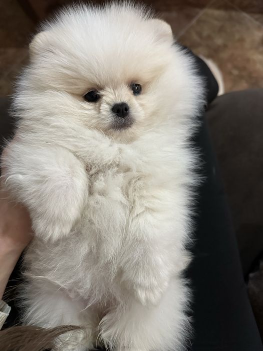 Мини померан женски