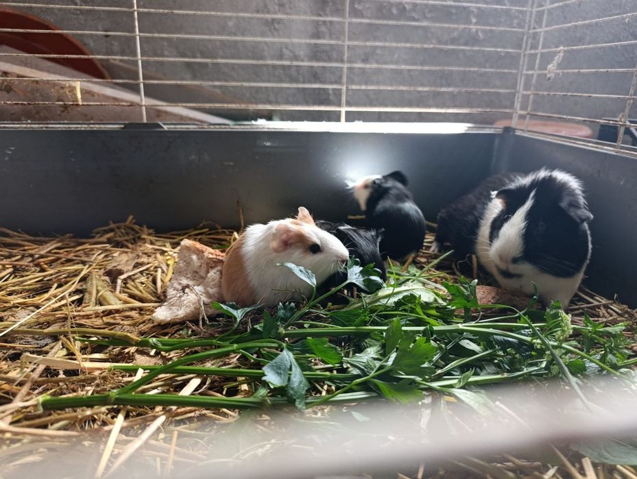 Vând pui de porcușori de guineea frumoși și jucausi