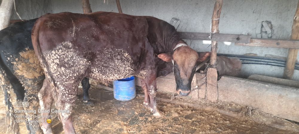 Ассаломуалайкум хукизлар хукизлар пародни  еб и