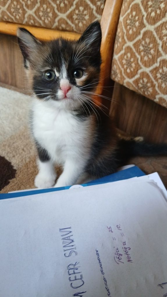 Котята 1.5 месечные