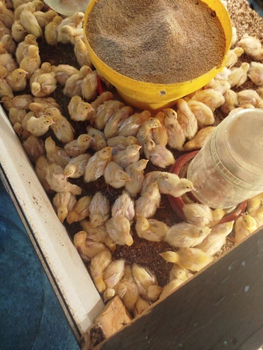 Bedana 1 kunlikdan 50 kunlikgacha zakas olamiz