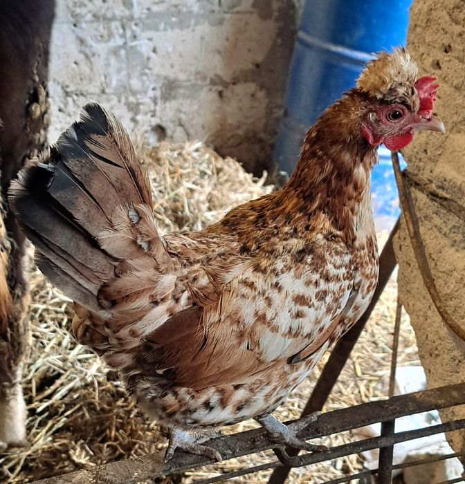 Gaini si cocosi pitici