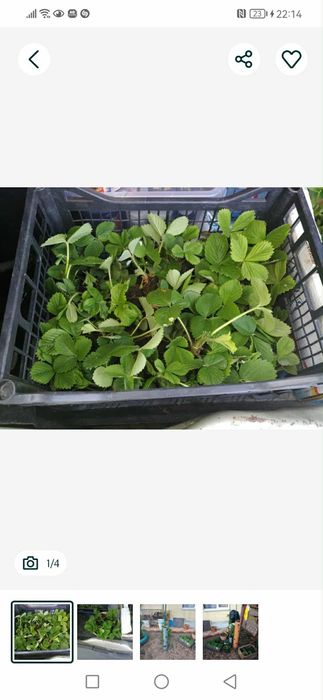 Stoloni capsuni romanesti