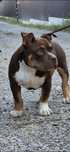 Vând American Bully Poket cu pedigree
